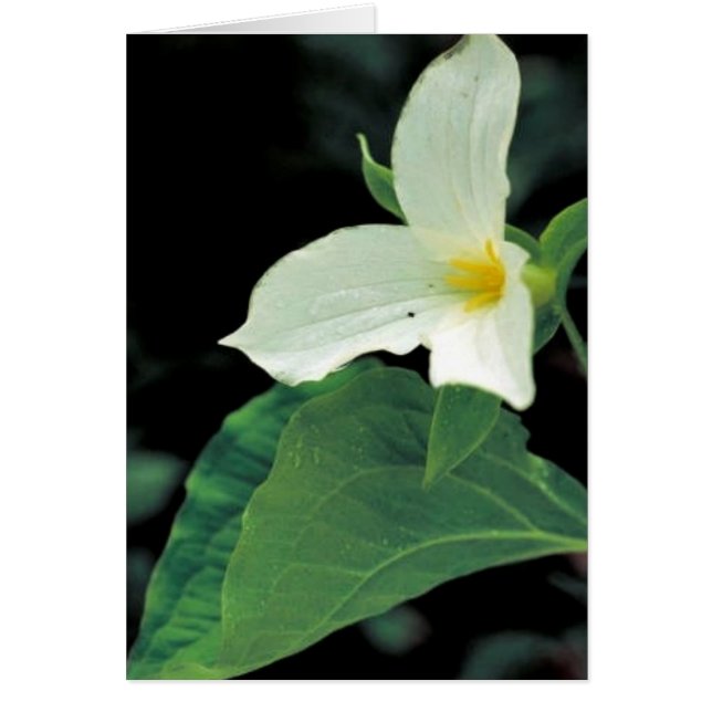 Trillium (Vorne)