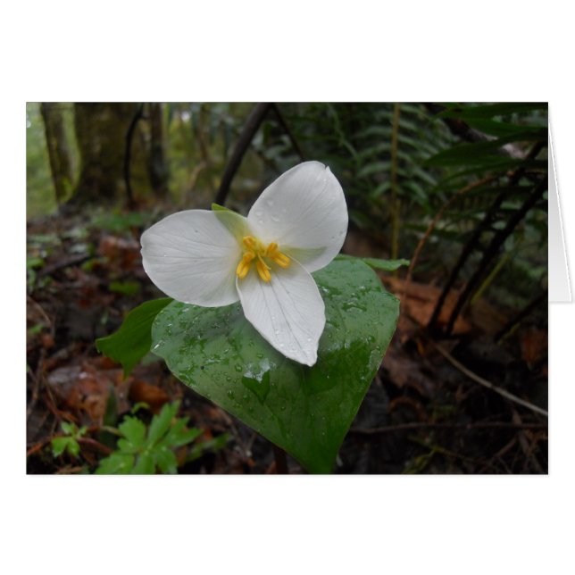 Trillium (Vorderseite (Horizontal))