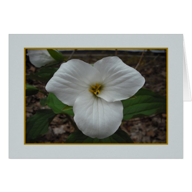 Trillium Beauty - Leere Innenseite (Vorderseite (Horizontal))