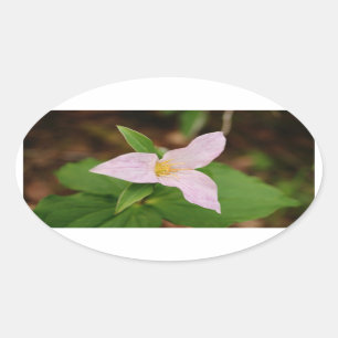 Trillium-Blume Ovaler Aufkleber