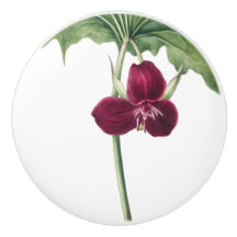 Trillium Botanisch