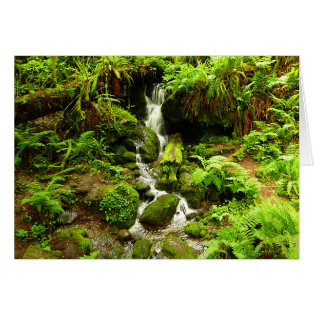 Trillium Falls at Redwood National Park (Vorderseite (Horizontal))