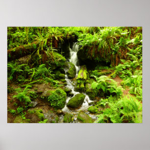 Trillium Falls at Redwood National Park Poster