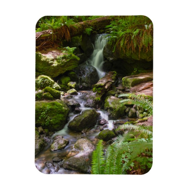 Trillium Falls Redwood Nationalpark California Magnet (Vertikal)