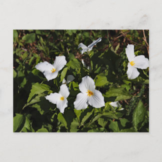 Trillium grandiflorum, Michigans Oberhalbinsel Postkarte