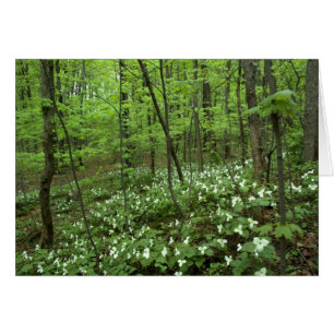 Trillium-Himmelsfreier raum nach innen