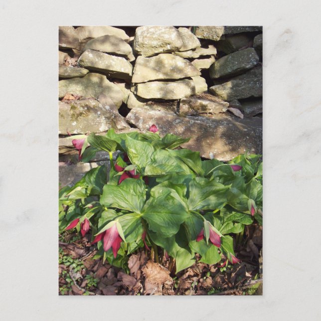 Trillium im Springtime Postkarte (Vorderseite)