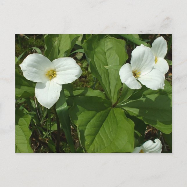 Trillium Postkarte (Vorderseite)