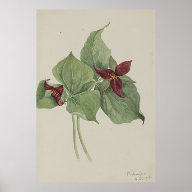 Trillium (Trillium erectum) Poster (Vorne)