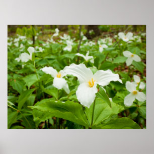 Trillium Wild Blume Poster