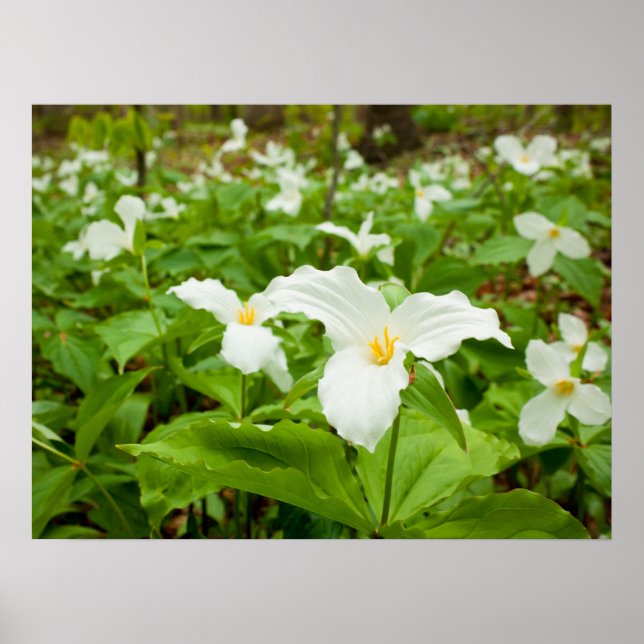 Trillium Wild Blume Poster (Vorne)