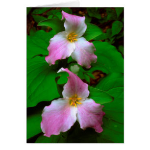 Trillium-Wildblume