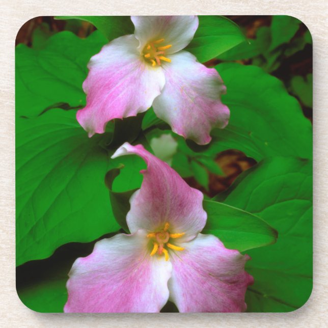 Trillium-Wildblume Getränkeuntersetzer (Vorderseite)