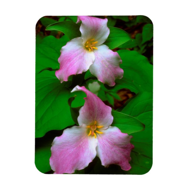 Trillium-Wildblume Magnet (Vertikal)