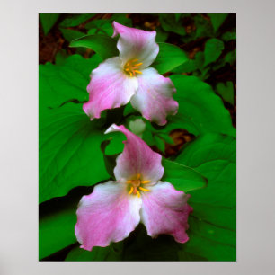 Trillium-Wildblume Poster