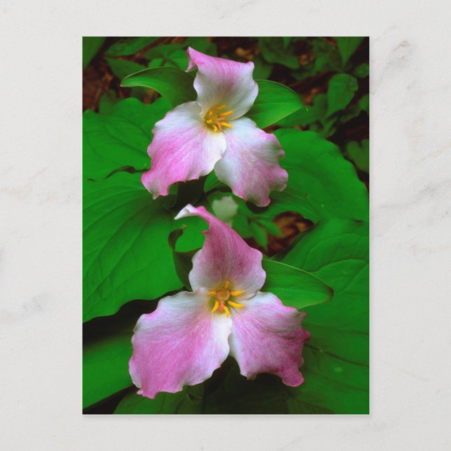 Trillium-Wildblume Postkarte (Vorderseite)
