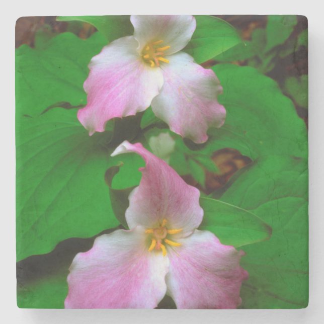 Trillium-Wildblume Steinuntersetzer (Vorderseite)