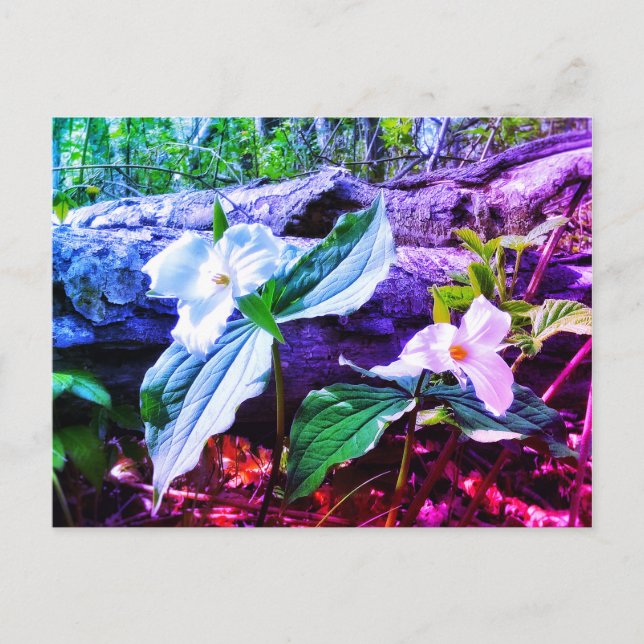 TRILLIUMS RAINBOW POSTCARD POSTKARTE (Vorderseite)