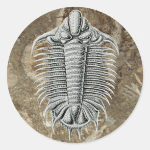 Trilobit-Aufkleber Runder Aufkleber