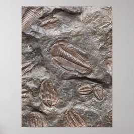 Trilobit, Fossil: TRILOBITES FOSSILS Poster