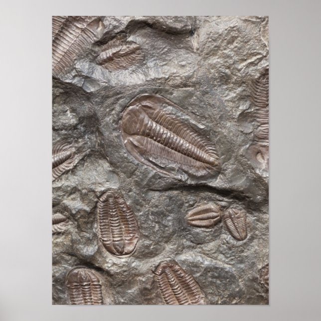 Trilobit, Fossil: TRILOBITES FOSSILS Poster (Vorne)
