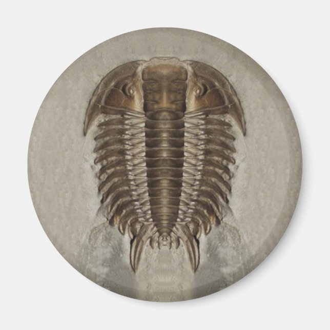 Trilobite Fossil Magnet (Vorne)