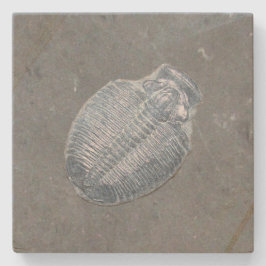 Trilobite Fossil Steinuntersetzer