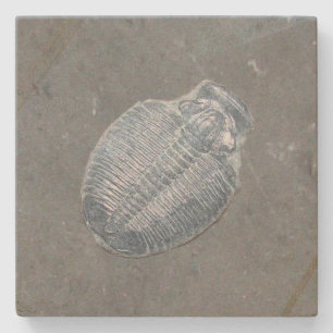 Trilobite Fossil Steinuntersetzer