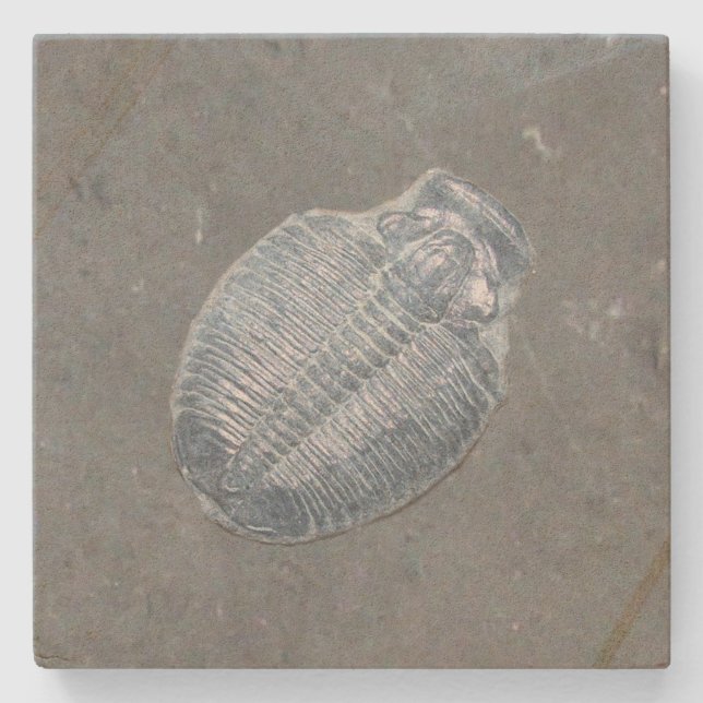 Trilobite Fossil Steinuntersetzer (Vorderseite)