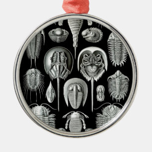 Trilobites und Fossilien in Schwarzweiss Silbernes Ornament