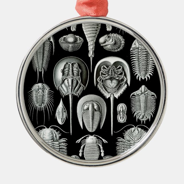 Trilobites und Fossilien in Schwarzweiss Silbernes Ornament (Vorne)