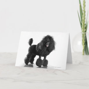 Trimmschwarz Poodle Karte