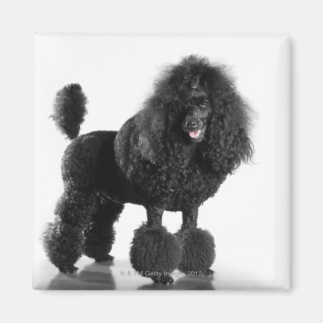 Trimmschwarz Poodle Magnet (Vorne)