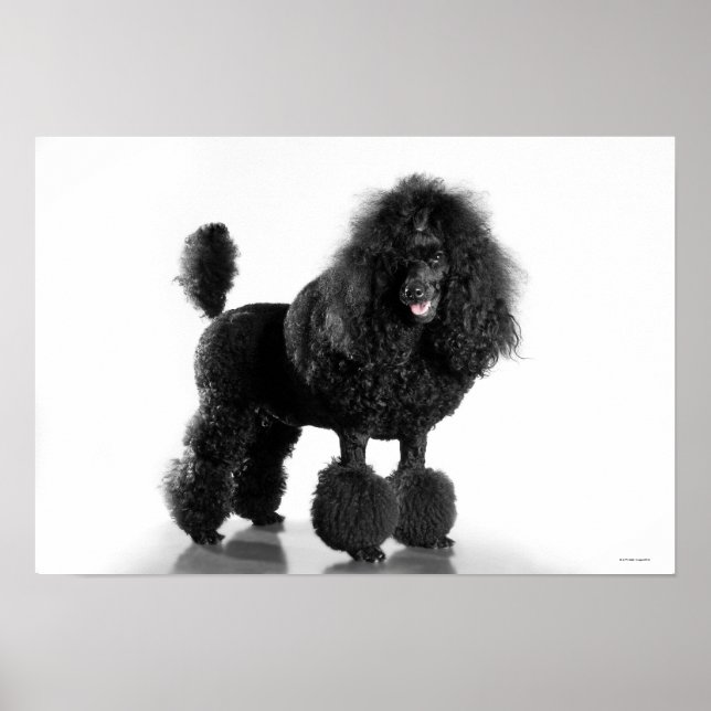 Trimmschwarz Poodle Poster (Vorne)