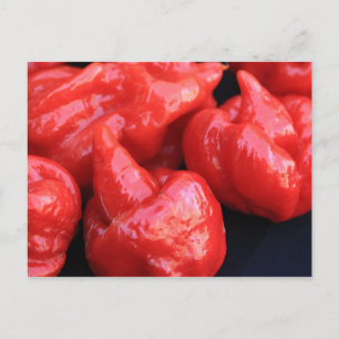 Trinidad Moruga Scorpion Chili Pepper Postcard Postkarte