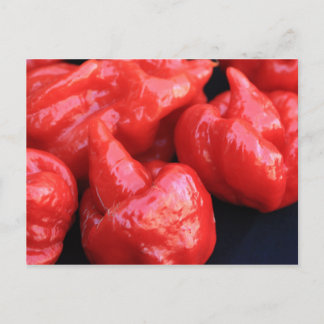 Trinidad Moruga Scorpion Chili Pepper Postcard Postkarte