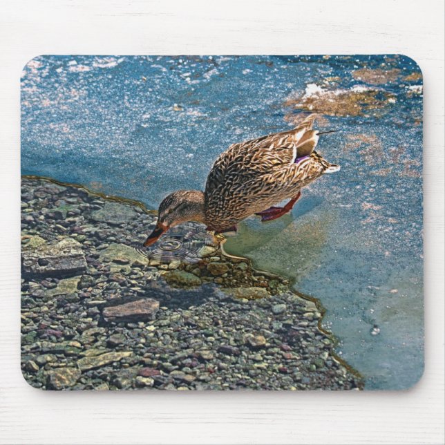Trinken Mallard Duck Birdlover Wildnis Mousepad (Vorne)