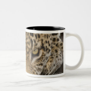 Trinkender Leopard, größerer Kruger Nationalpark Zweifarbige Tasse