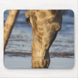 Trinkwasser der Giraffe (Giraffa Camelopardalis) Mousepad