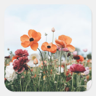 Trio-Blumen-Aufkleber Quadratischer Aufkleber