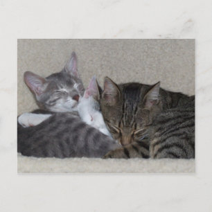 Trio der Katzen Postkarten