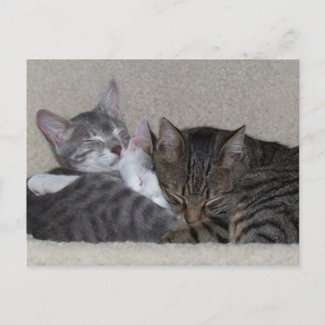 Trio der Katzen Postkarten (Vorderseite)