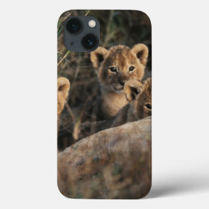 Trio des alten Löwejungssechswochenc$sitzens iPhone 13 Hülle