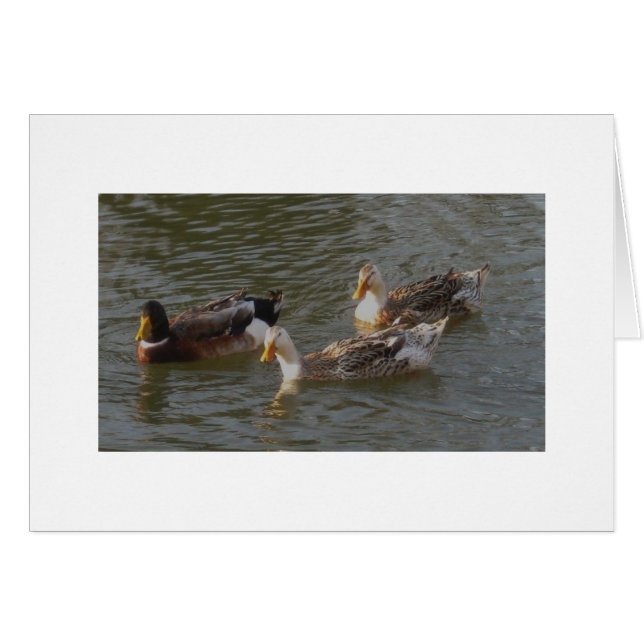 Trio englischer silberner Appleyard Enten (Vorderseite (Horizontal))