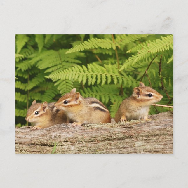 Trio of Curious Baby Chipmunks Postkarte (Vorderseite)
