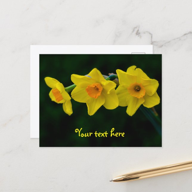 Trio of Daffodils Postkarte (Vorderseite/Rückseite Beispiel)