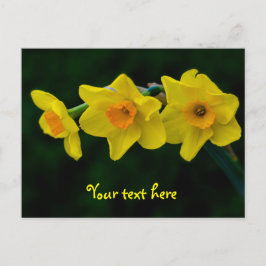 Trio of Daffodils Postkarte