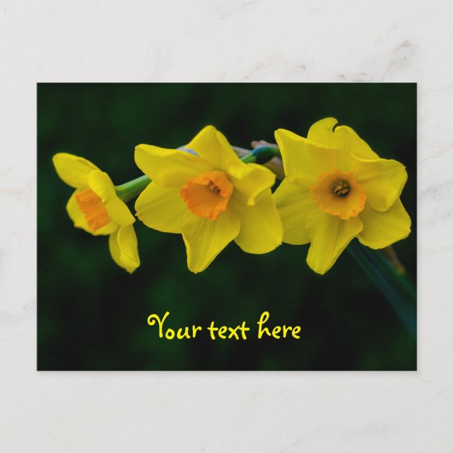 Trio of Daffodils Postkarte (Vorderseite)