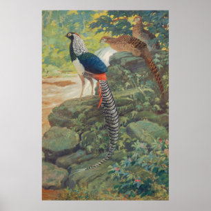 Trio of Lady Amherst's pheasant by waterfall Poster