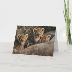 Trio of Lion Cubs with Mother Karte